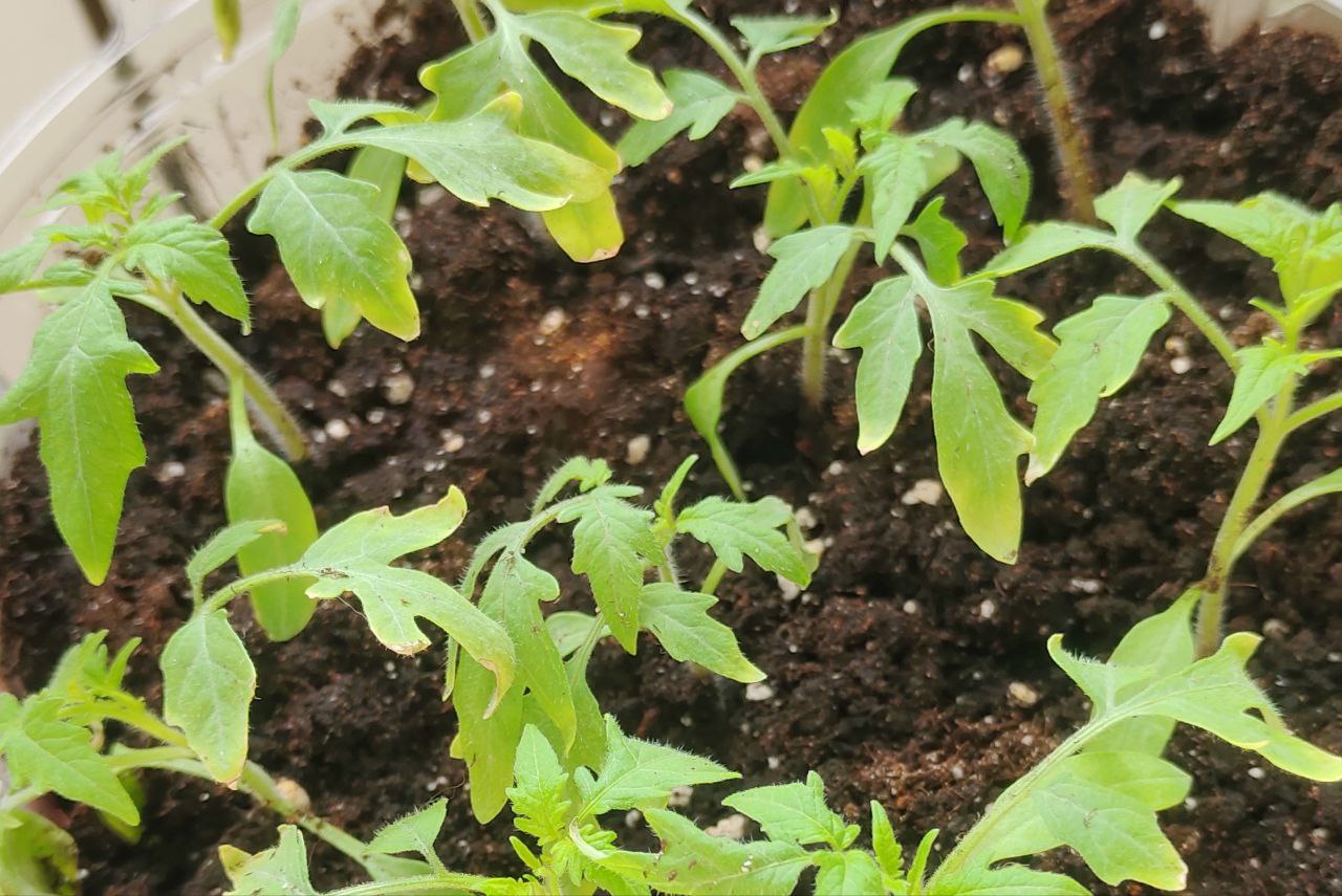 фото Городовой ру