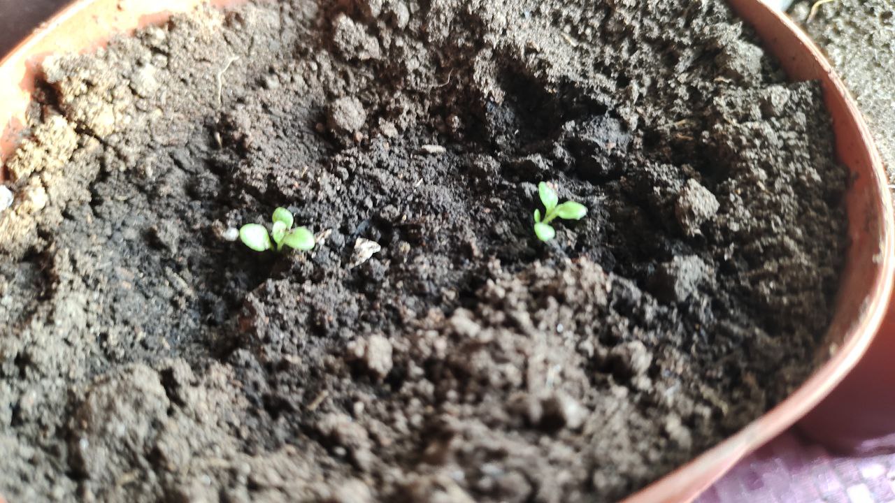 Городовой ру