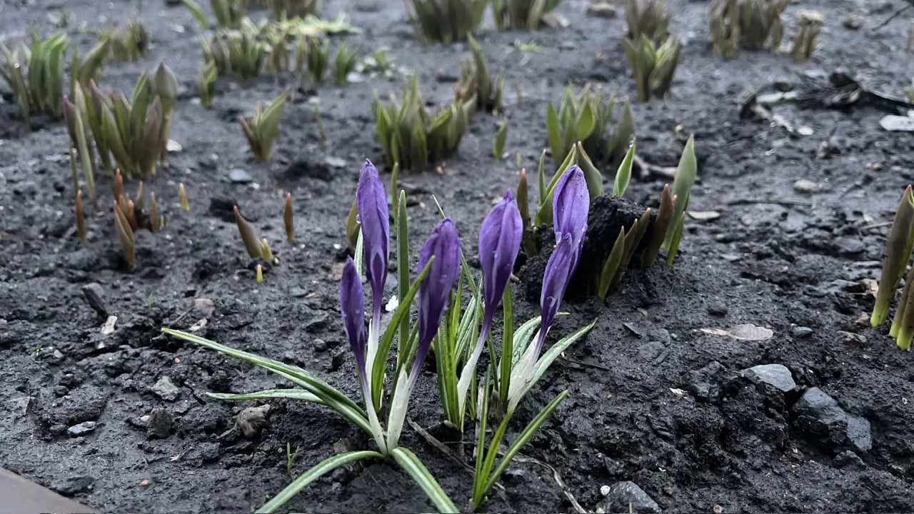 Городовой ру