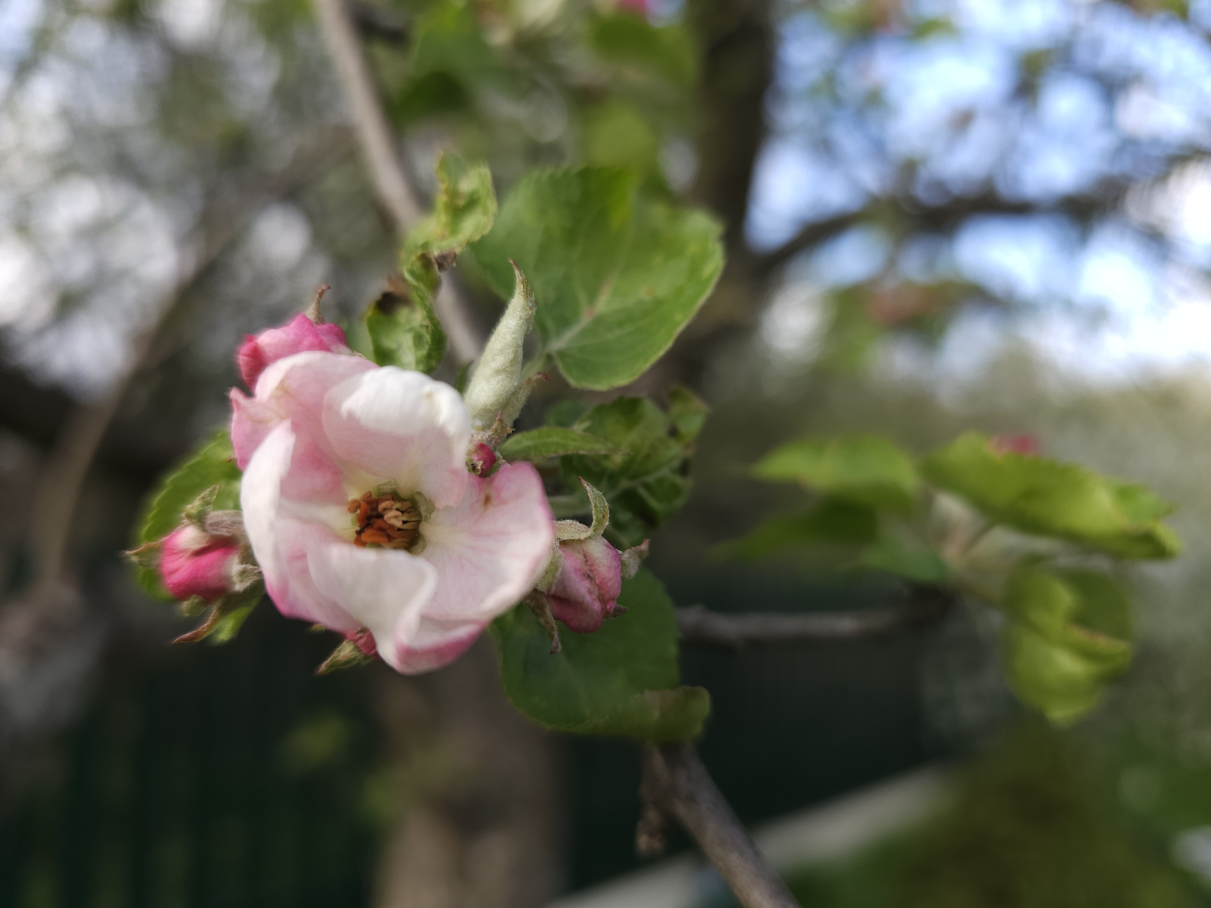 "Мичуринская" обрезка яблонь: весной соблюдайте простые правила – и урожай будете собирать вагонами