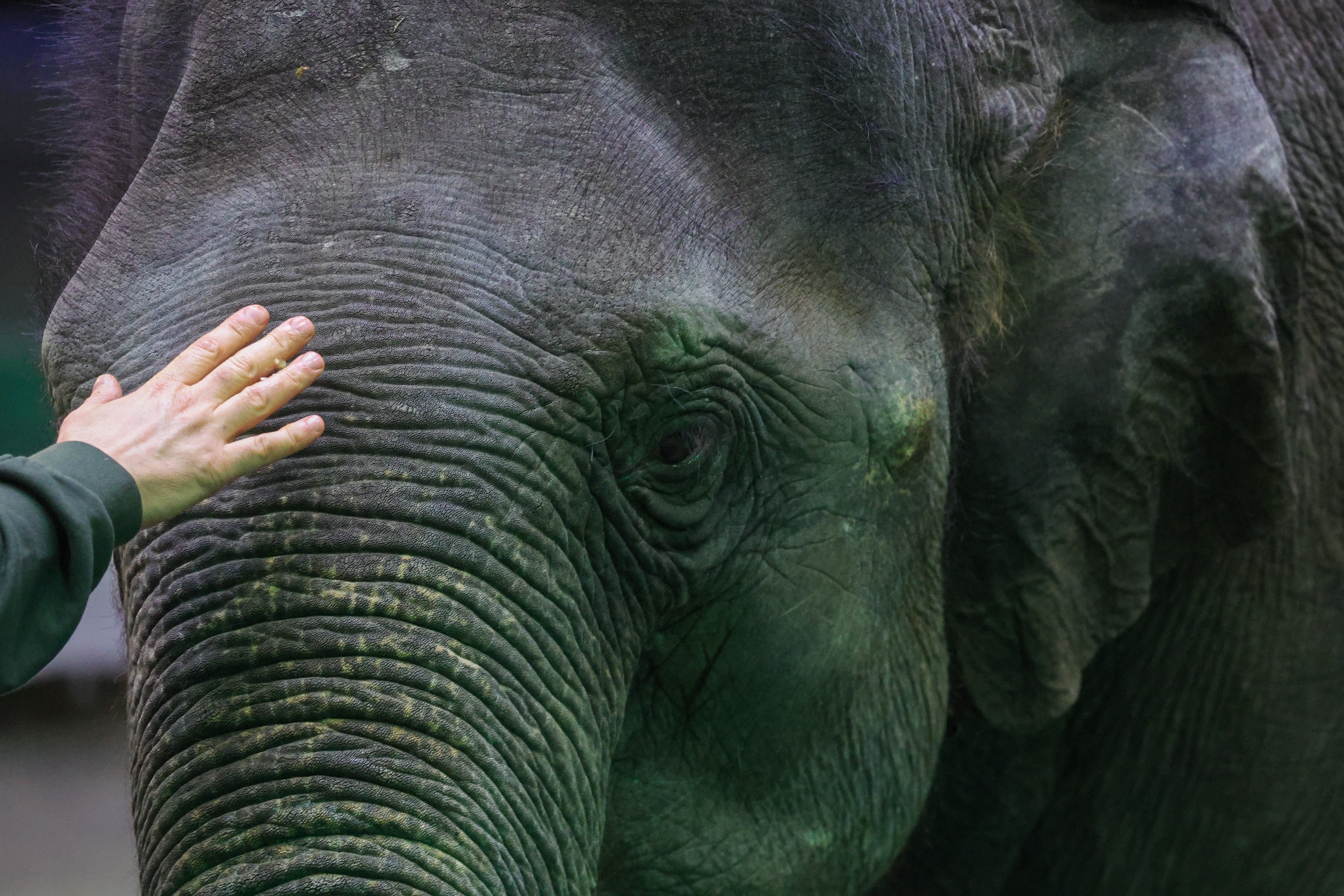Слон как символ статуса: почему экзотический питомец — лучший способ подчеркнуть индивидуальность