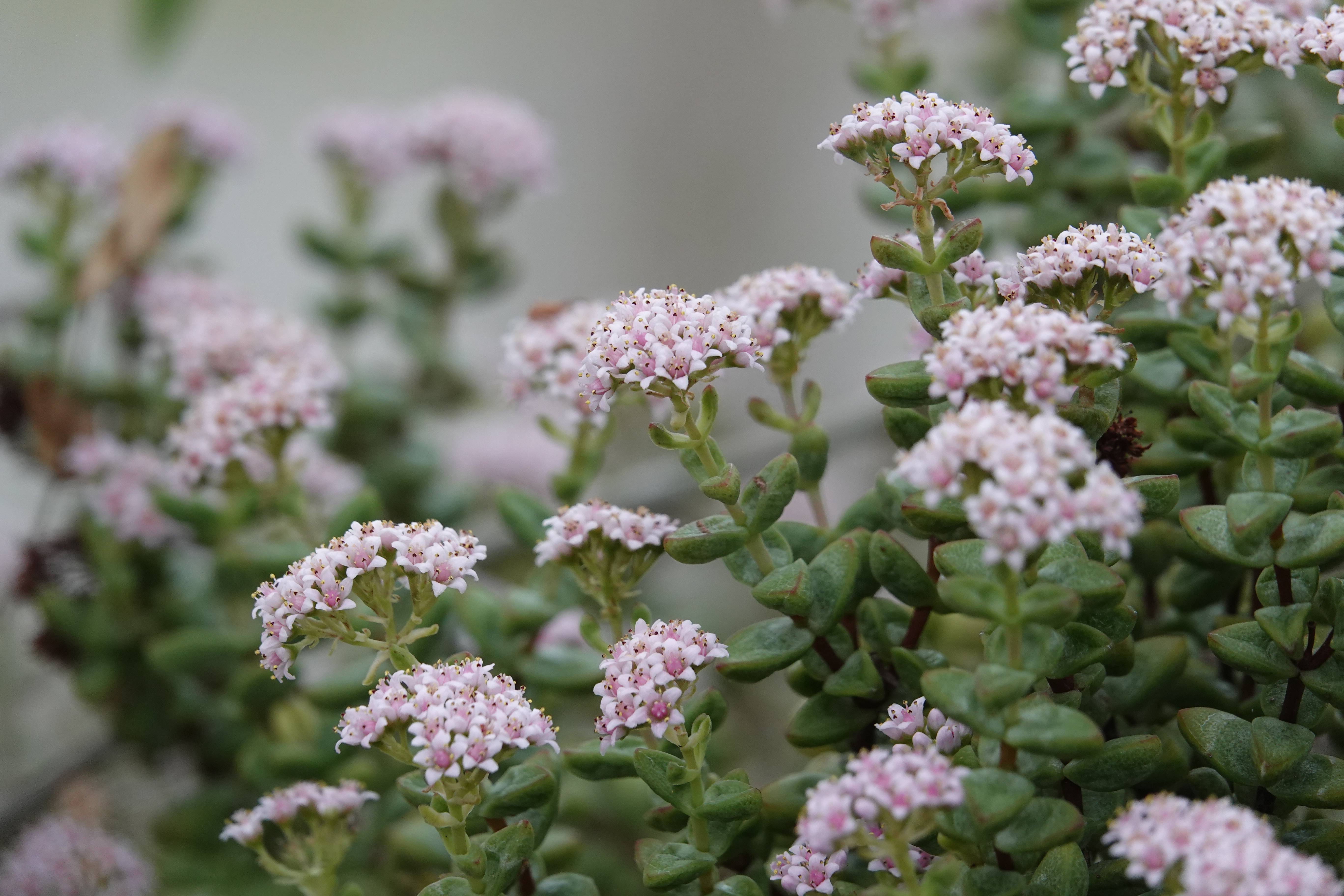1 ложка в горшок – и толстянка пустится в рост как бешеная: сочные листья полезут наперегонки – цветение будет не остановить