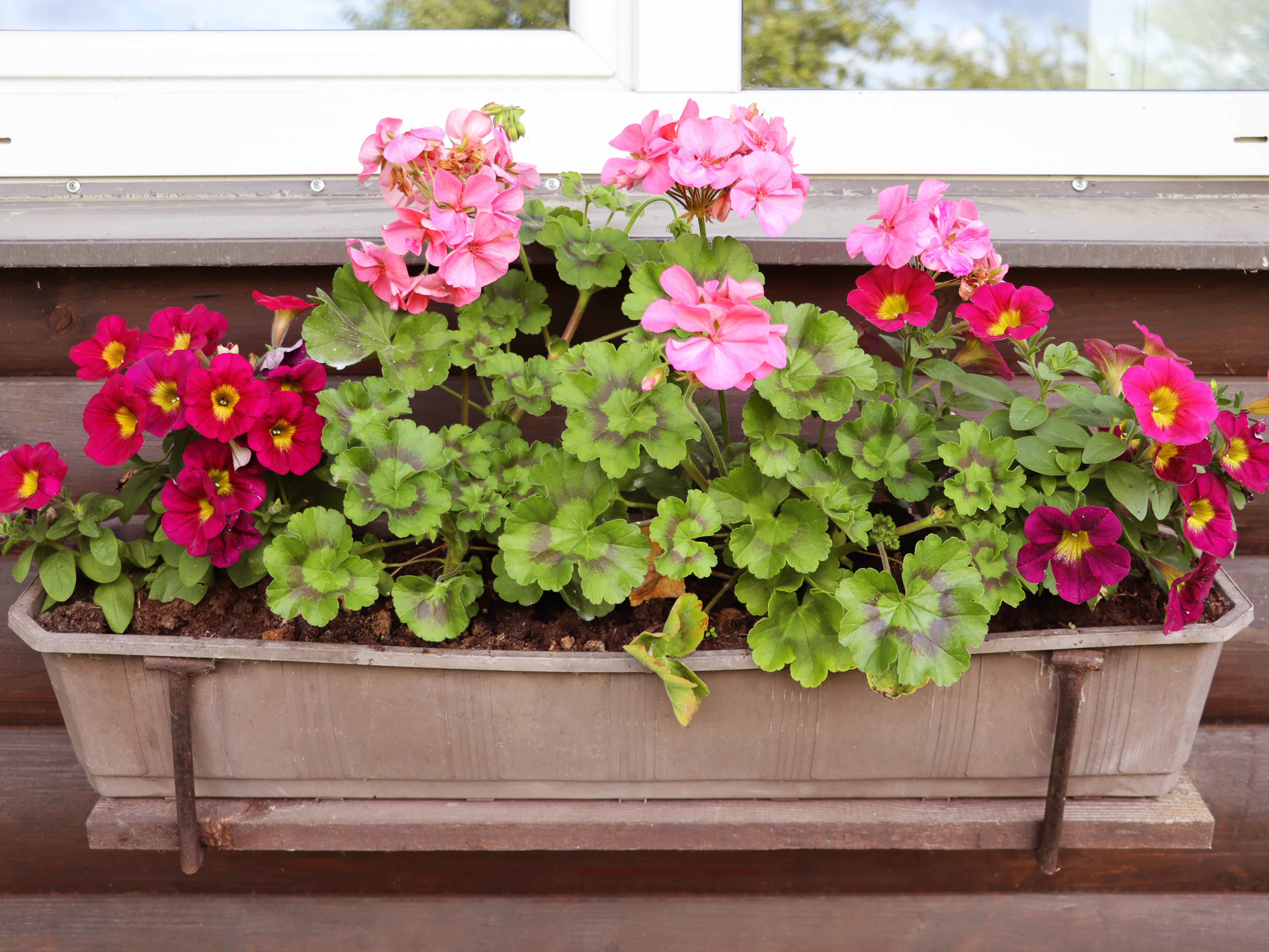 Герани в феврале - обязательно: 50 мл под корень - и в марте пеларгония усыпана яркими цветами