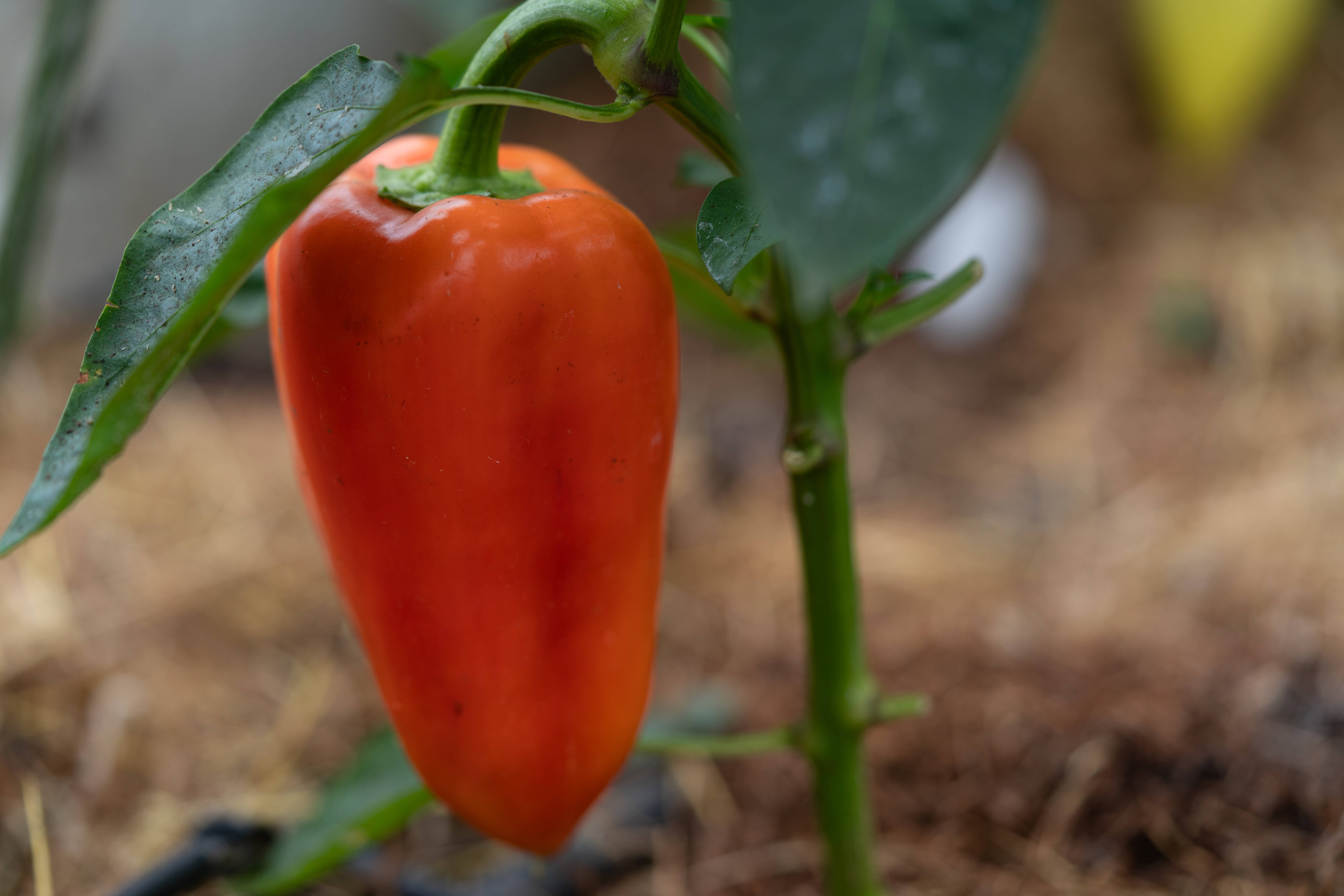 Не перец, а экзотический фрукт: плоды слаще сахара и сочнее арбуза – от урожая спасу нету даже в холодное лето