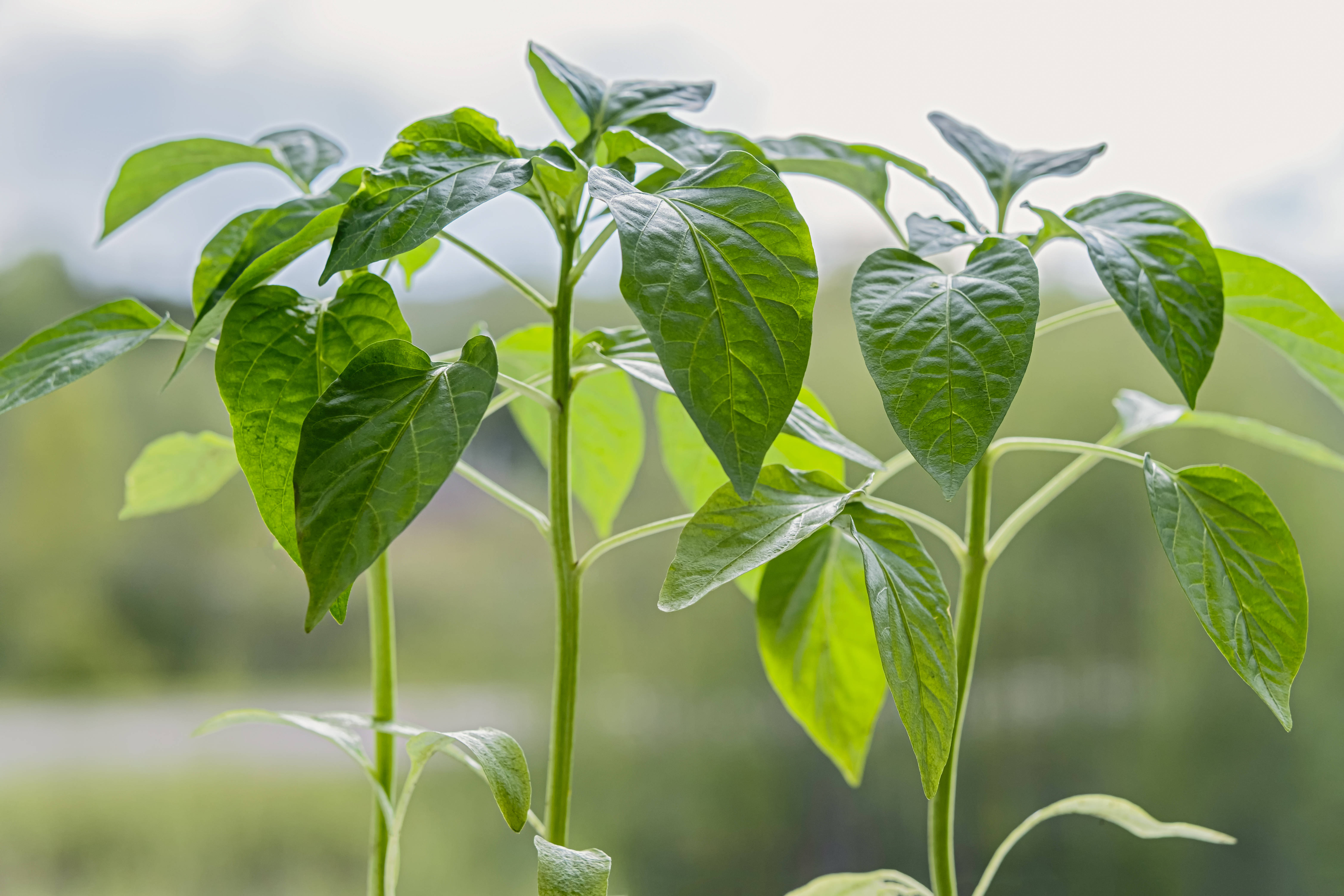 2 ст. ложки в грунт – и рассада попрет как на дрожжах, коренастая и крепкая: не вытянется и не пожелтеет