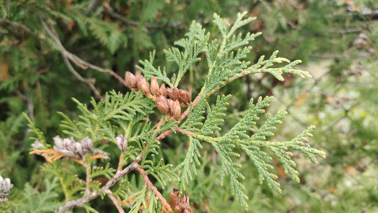 Если туя пожелтела от морозов - срочно: 1 ложка на ведро воды реанимирует хвойник за 24 часа, зеленые иголки попрут друг за другом