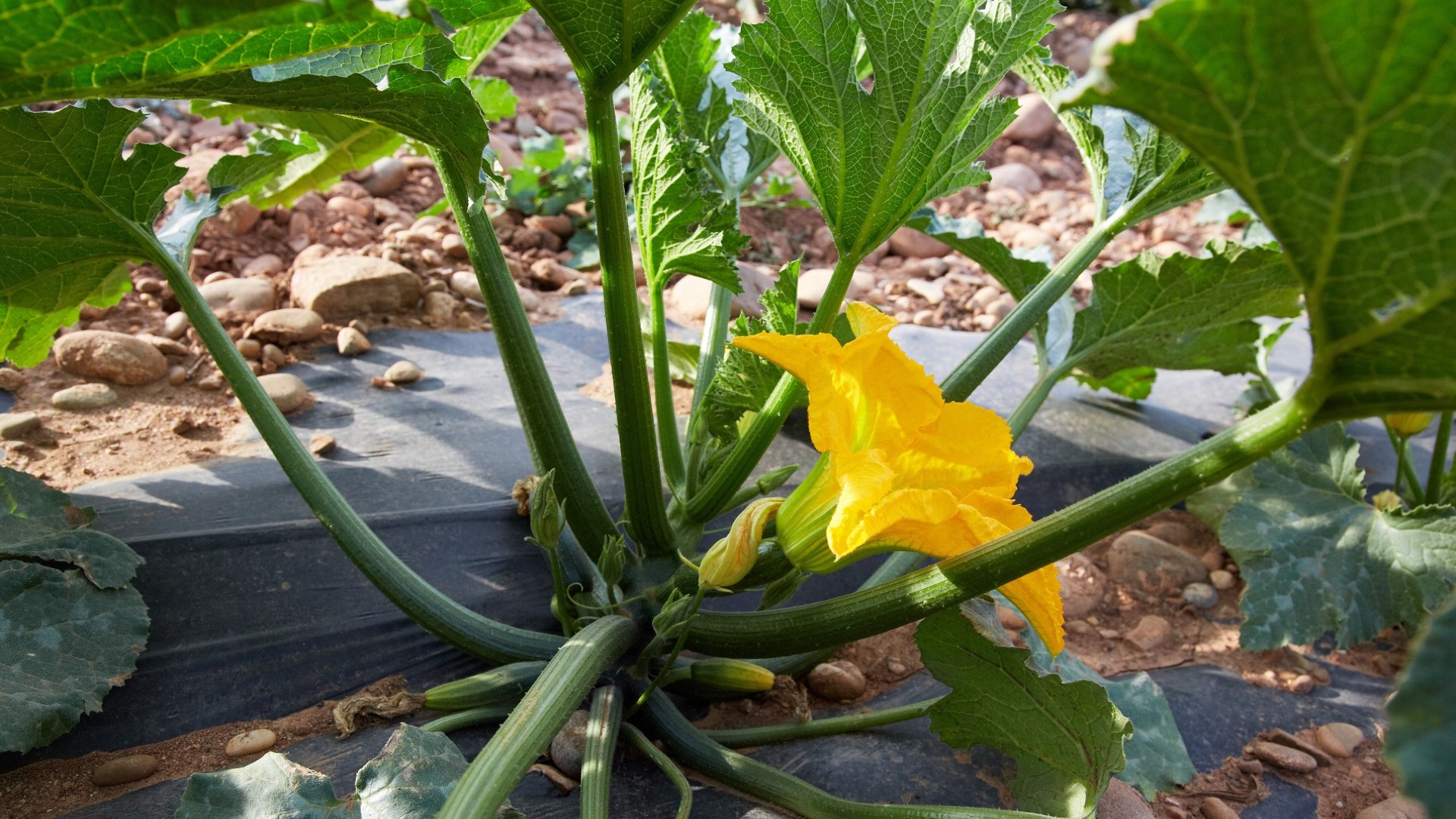 Срочно сделайте это с кабачками, если их завязи желтеют и гниют: иначе ...