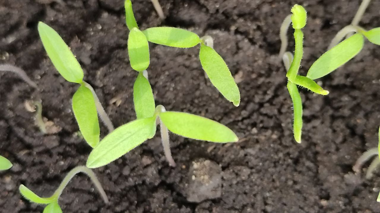 Как правильно пикировать томаты: сроки и советы агрономов