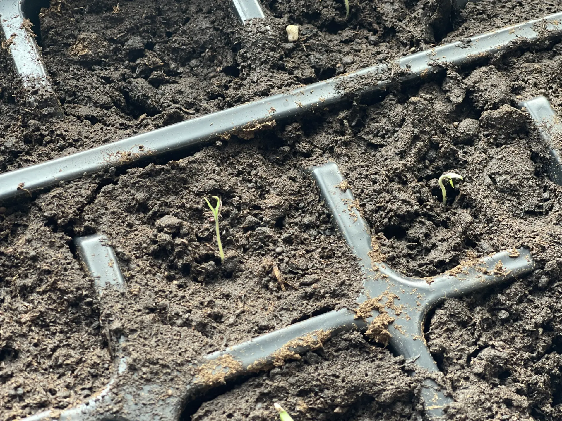 Когда всходят томаты: сроки и условия прорастания