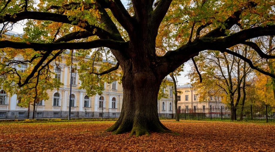 Памятник Лаврову или дуб блокады: спасут ли дерево на Петроградке