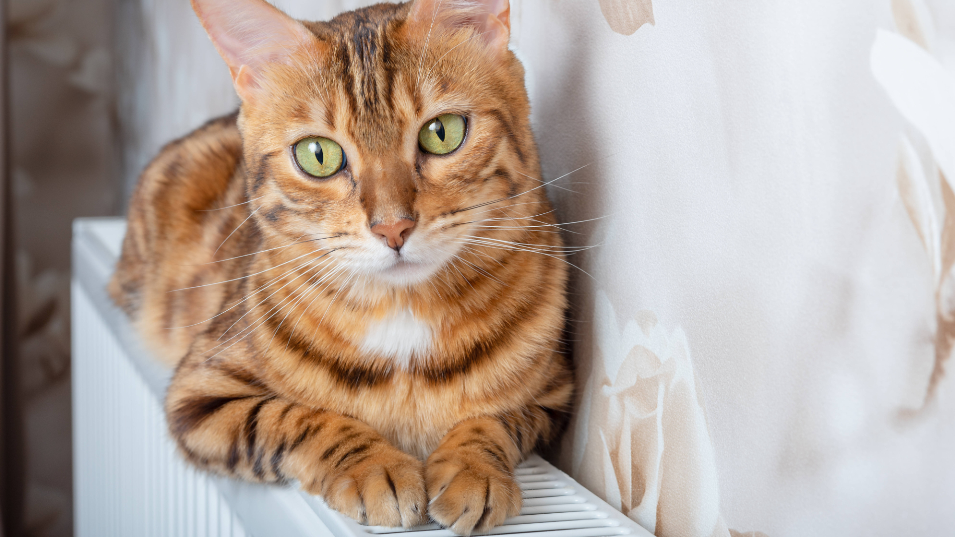 Батареи не греют, в квартире «ледник»: куда обращаться, чтобы дали тепло