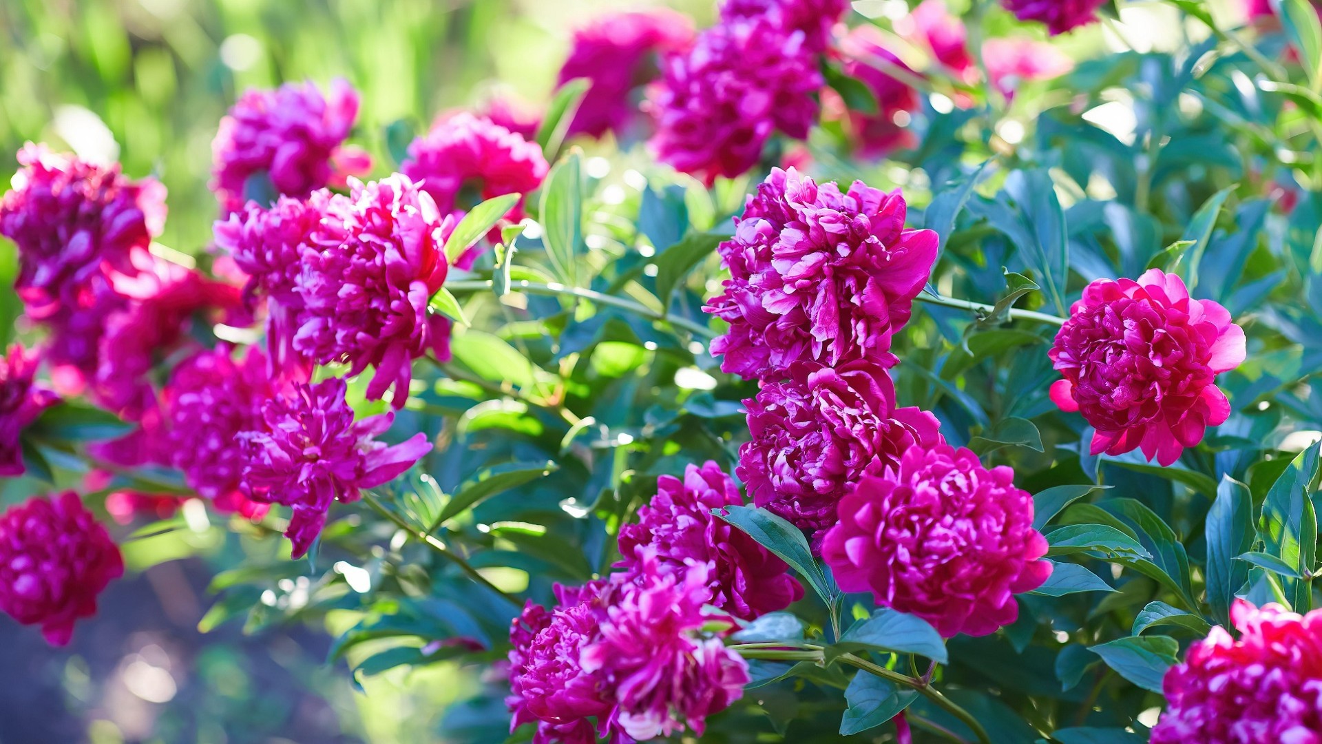 Как распознать 2 самых частых недуга пионов: вот на что обратите внимание