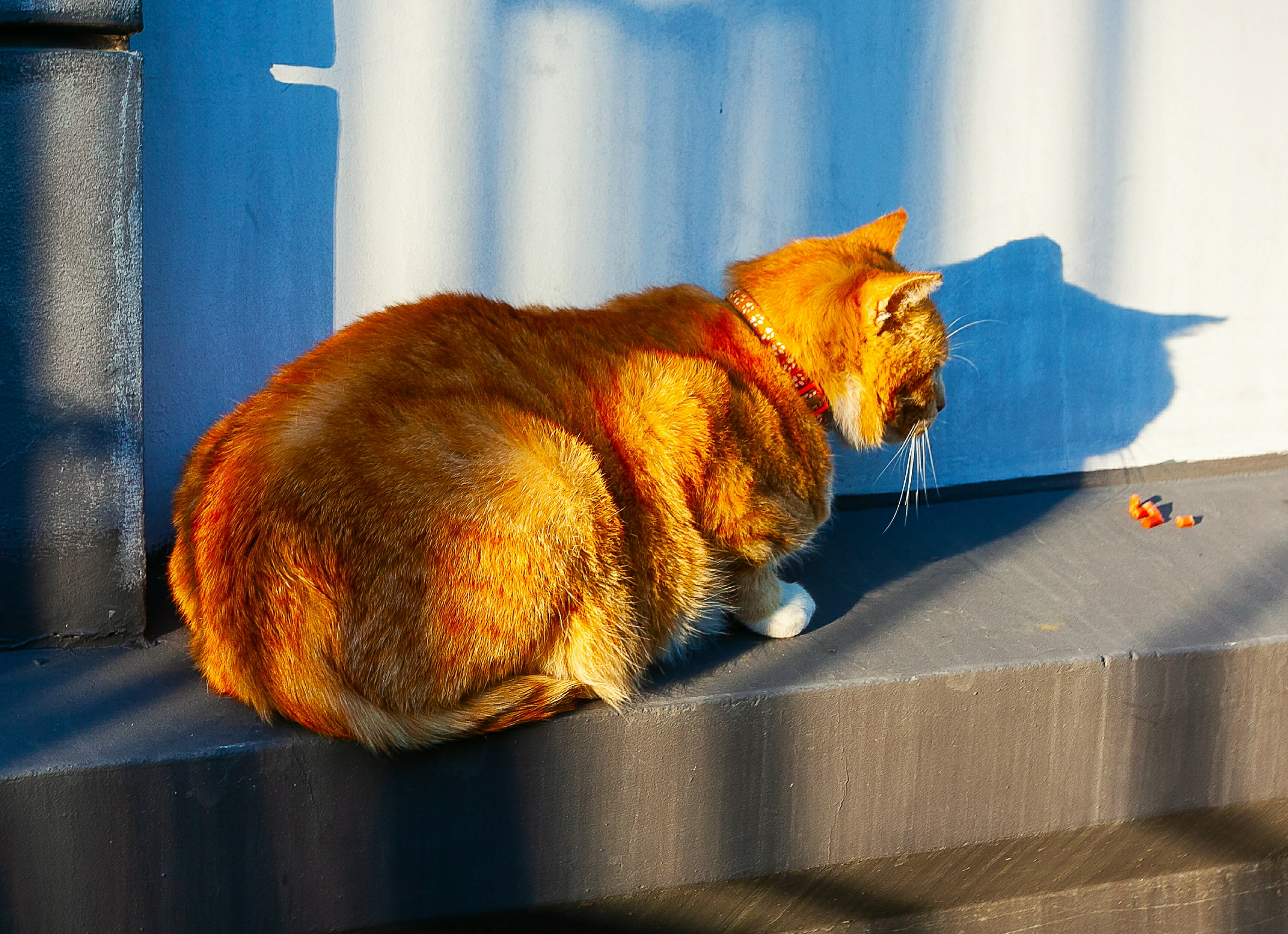 Анжелина из Эрмитажа 10 лет служит в Капелле: борется с вредителями, посещает совещания и радует посетителей