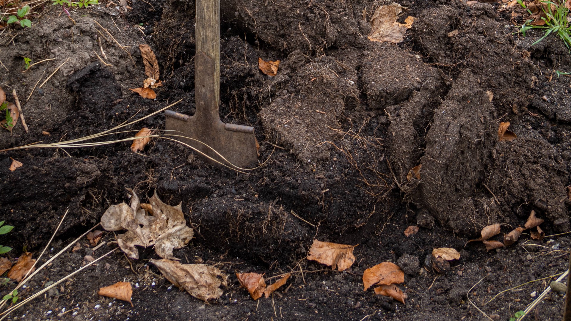 Нужно ли перекапывать землю на даче осенью: в наболевшем вопросе ...