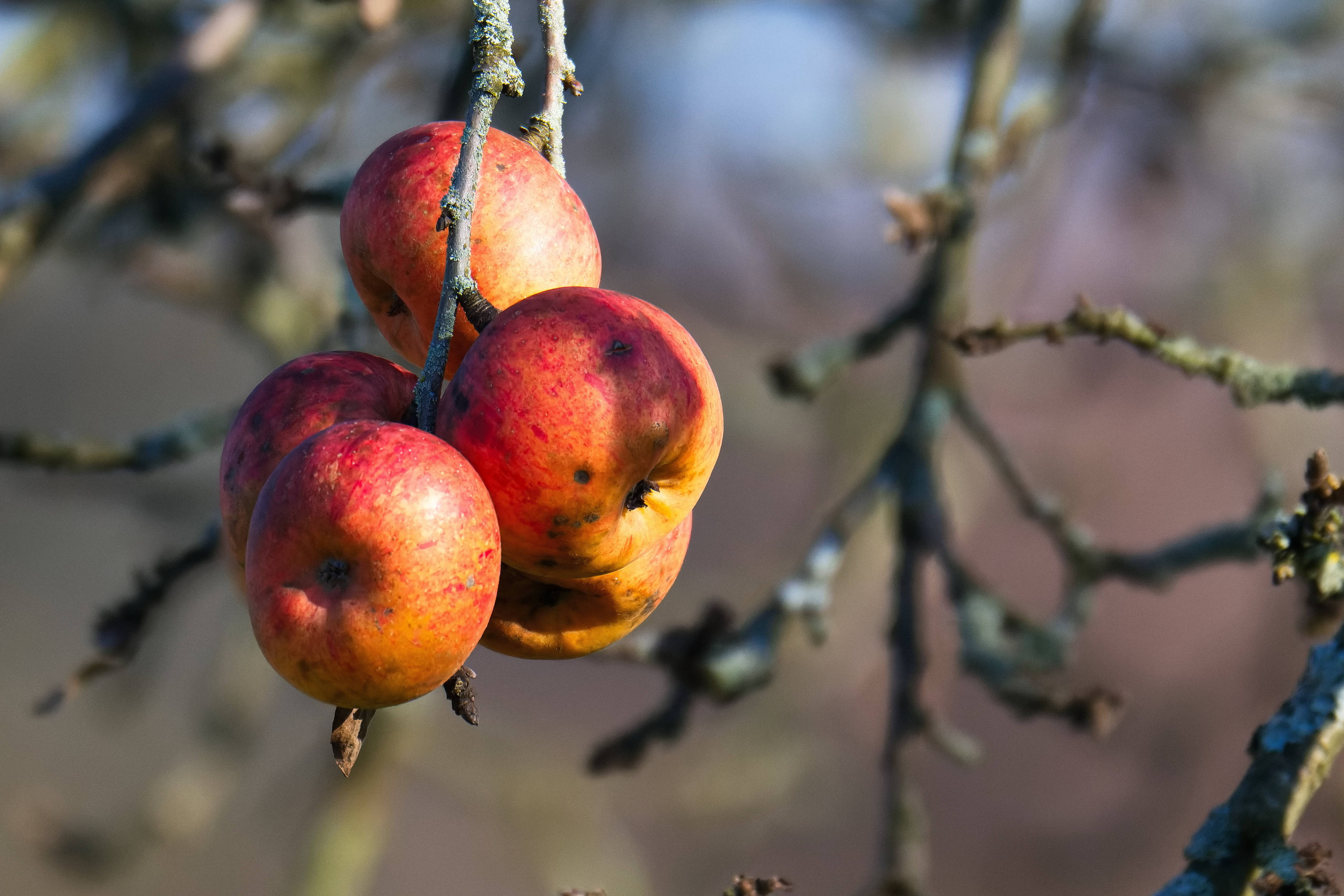 Весной обрубаю яблоню до ствола: Урожая потом - немерено, вывожу яблоки КАМАЗами